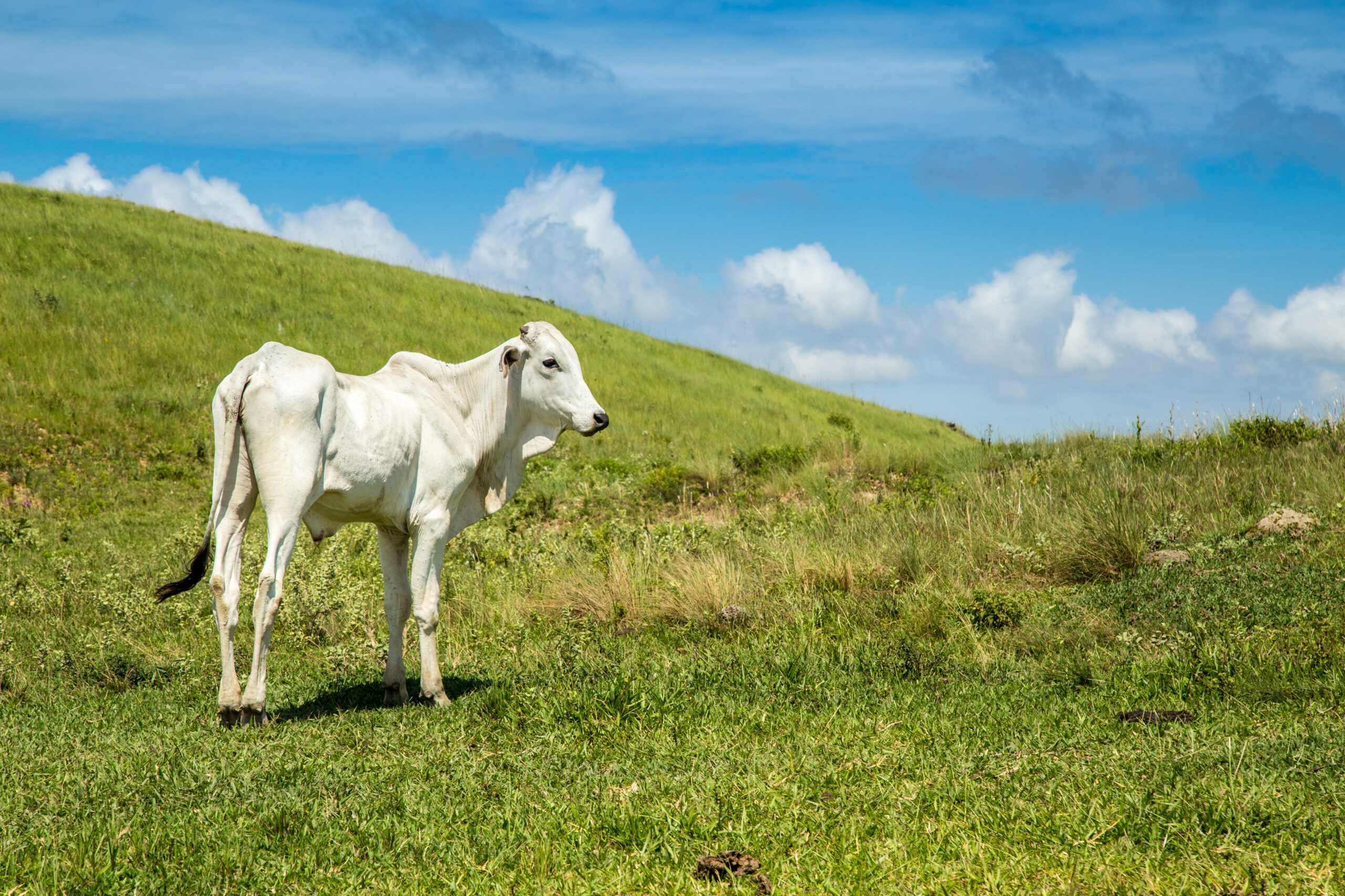 cattle farm montain pecuaria brazil