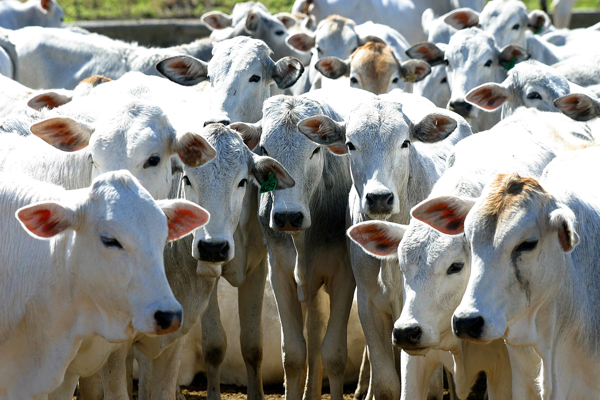 Beef cattle in feedlot on farm, brazil