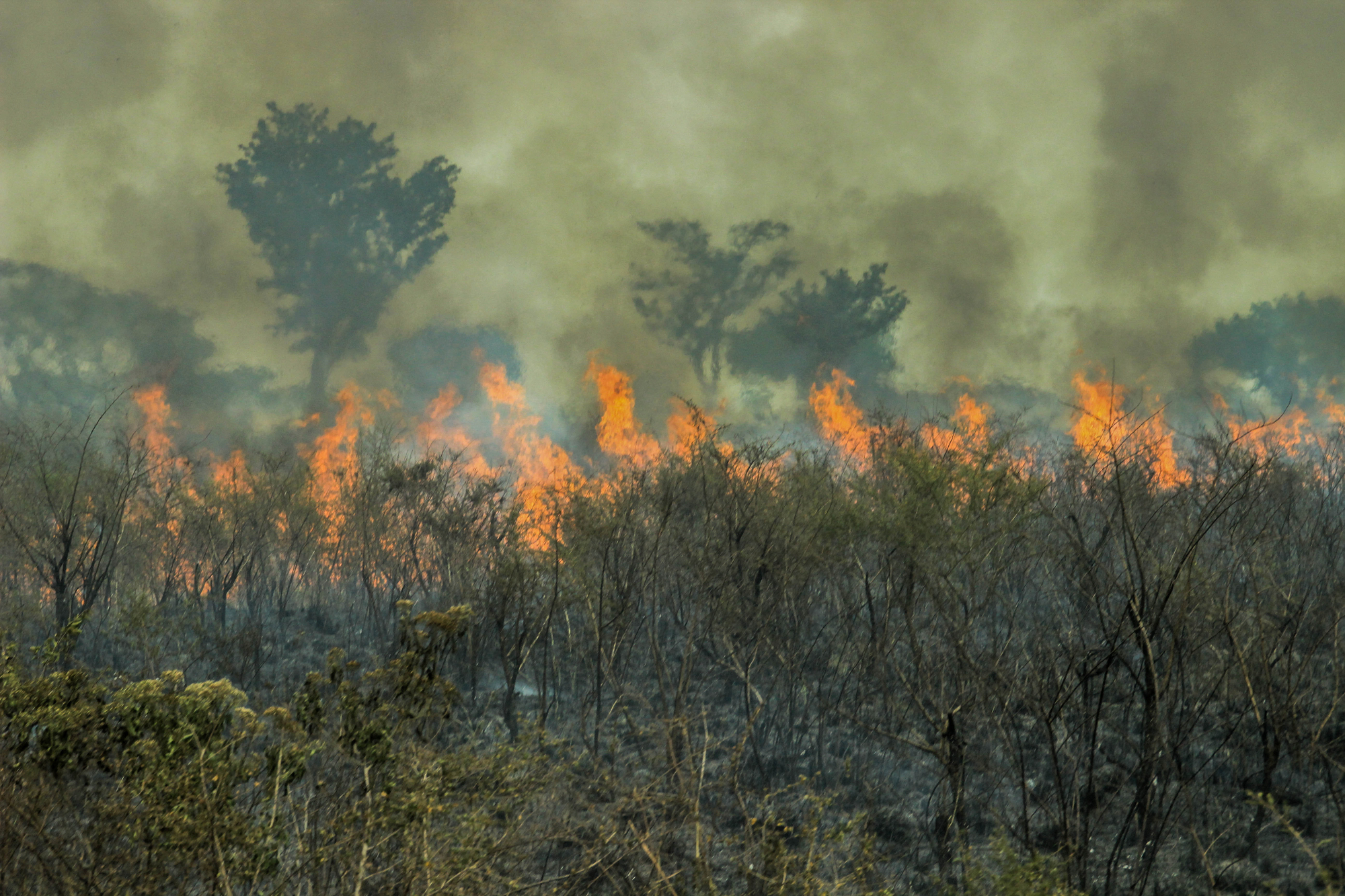 Fires in the Amazon forest - global climate change. Burning rainforest.