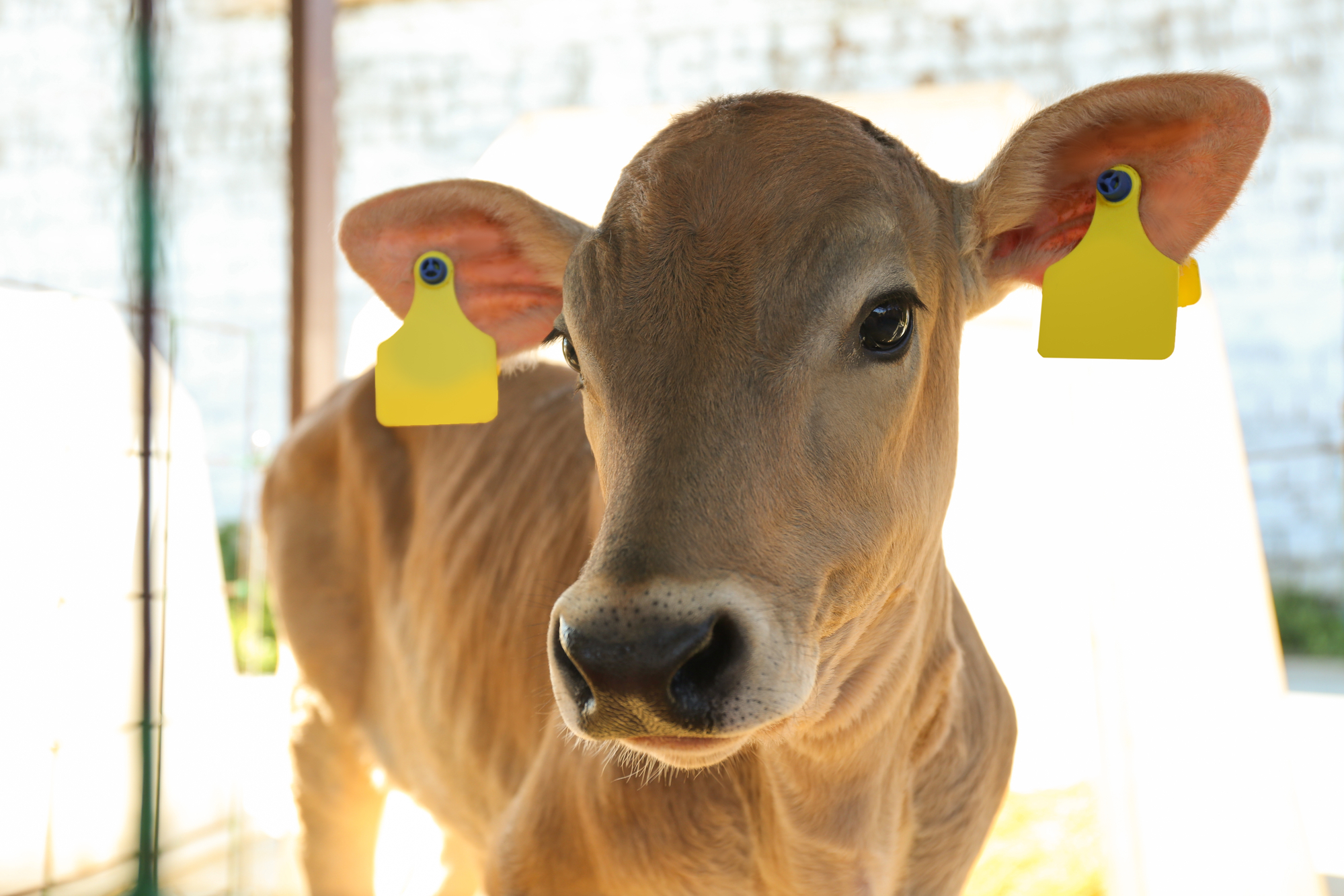 Pretty little calf on farm, closeup. Animal husbandry