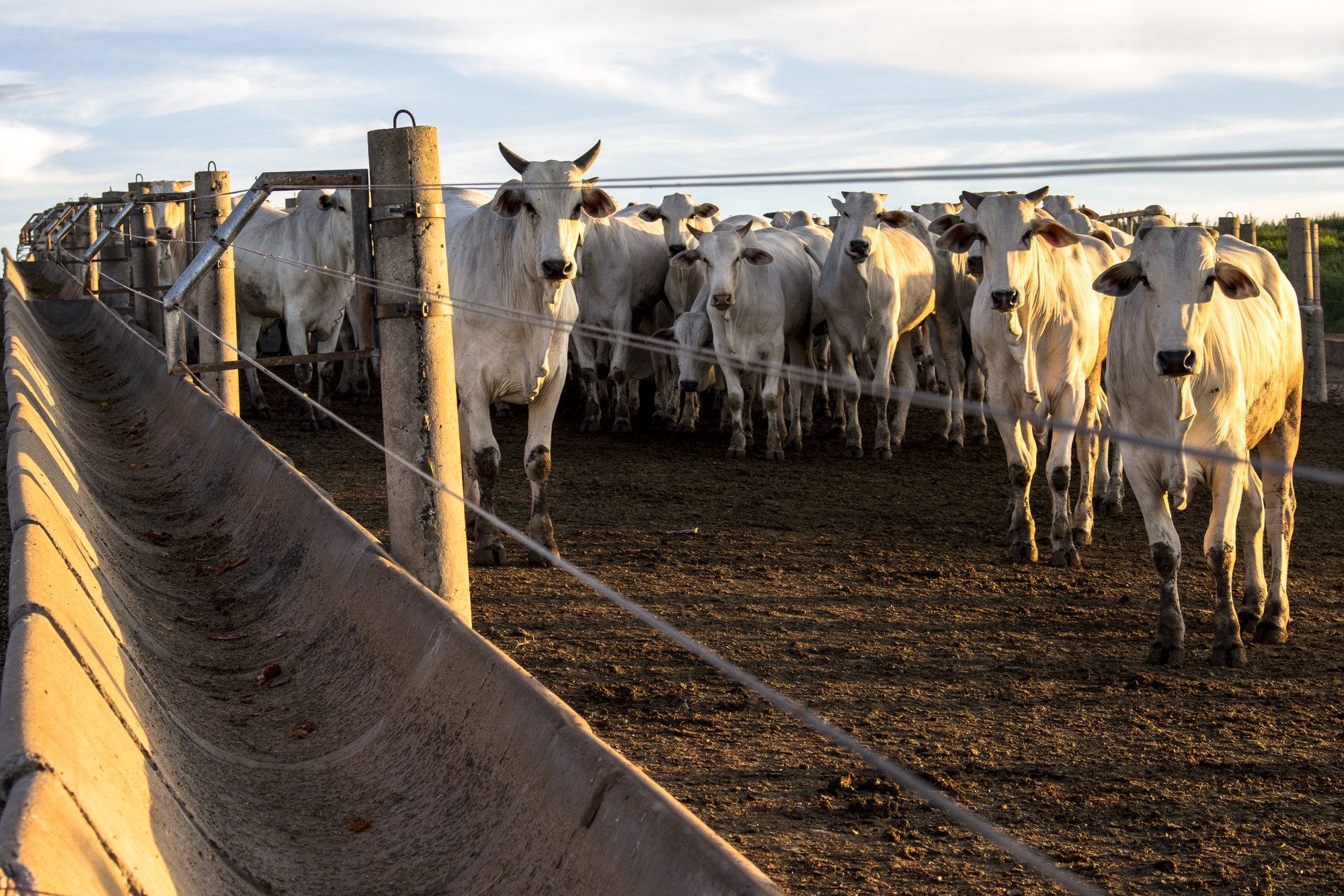 A group of cattle in confinement in Brazil