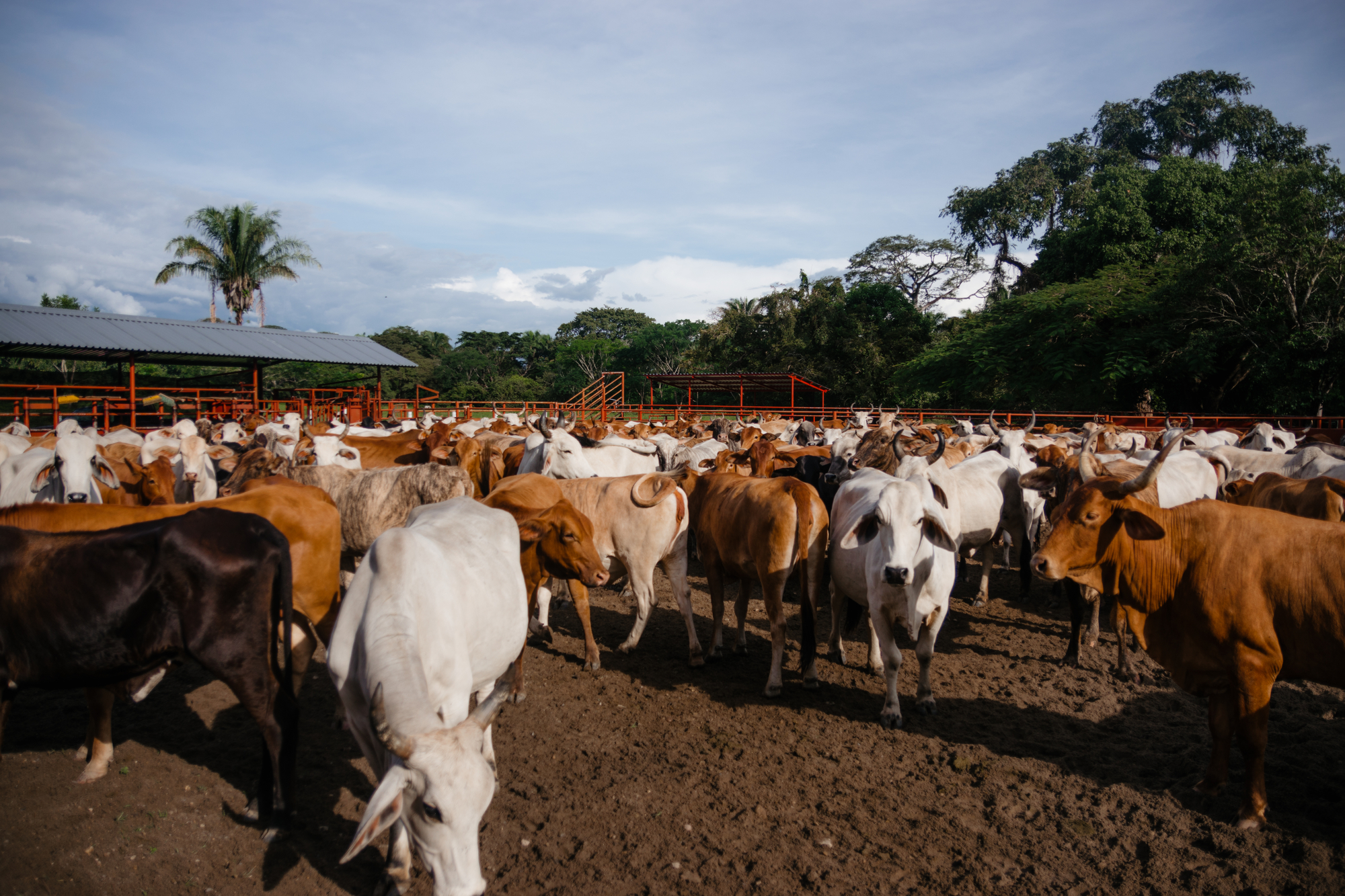 cows bulls and calves in the Colombian plain in farm work