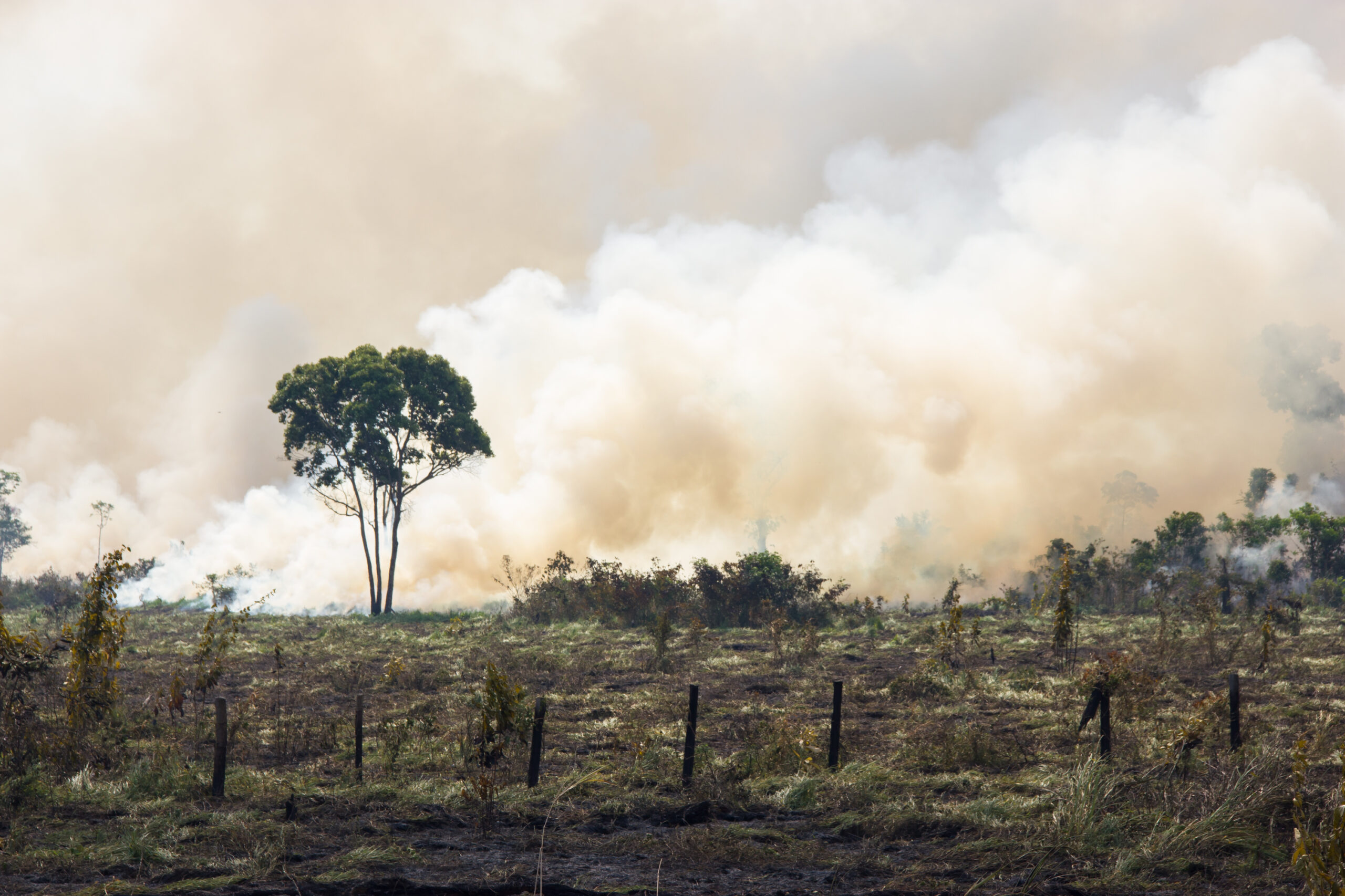 Amazonia Forest burning to open space for pasture