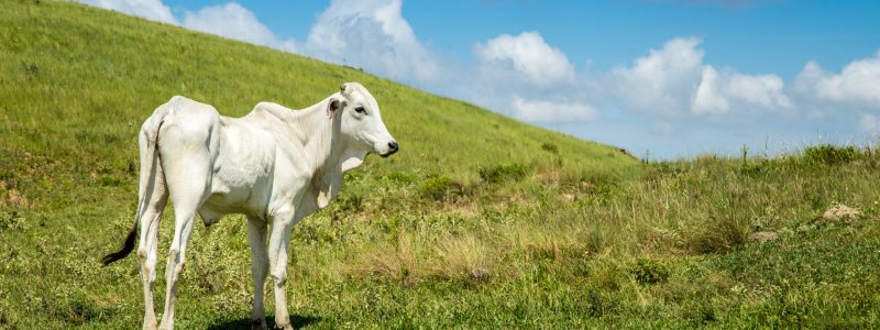 cattle farm montain pecuaria brazil