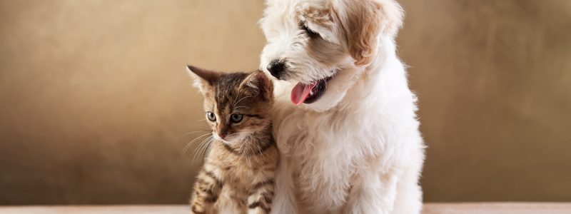 Best friends - kitten and small fluffy dog looking sideways - copy space