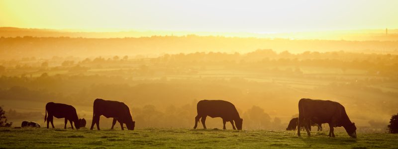 Backlit cattle grazing in a field at sunset.
