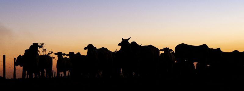 Nelore silhouette at sunset. Bovine originating in India and race representing 85% of the Brazilian cattle for meat production.