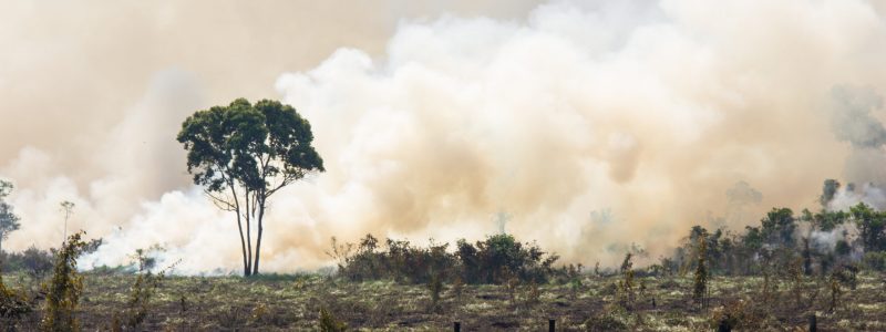 Amazonia Forest burning to open space for pasture